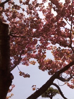 ２０１０．６．６八重桜満開２.jpg